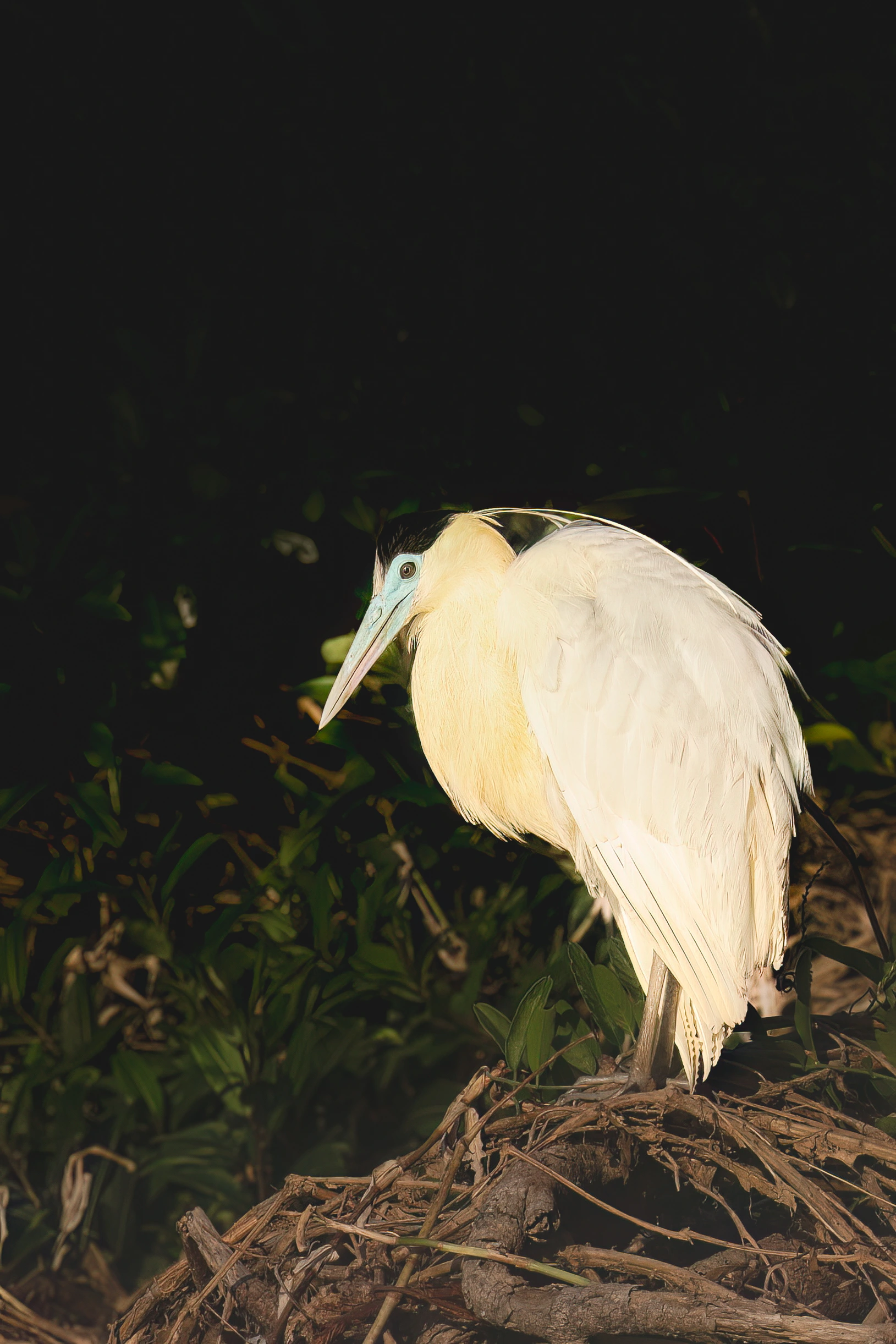 Pantanal Jaguar Expedition gallery image 3